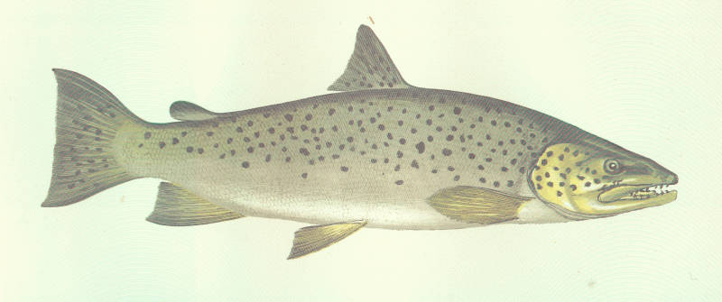 (Salmo Linnaeus, 1758) Род Салмо, Настоящие лососи, Благородные лососи